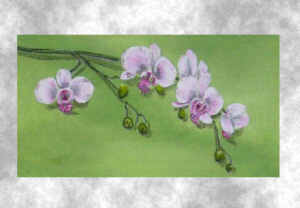 Orchidee